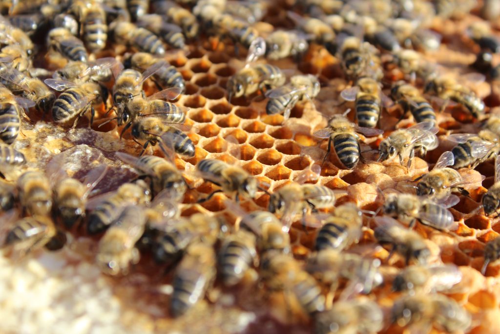 Better queen acceptance