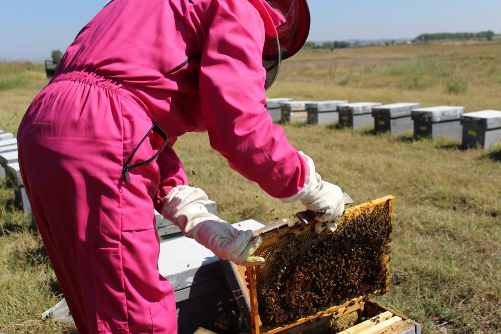Pollination service
