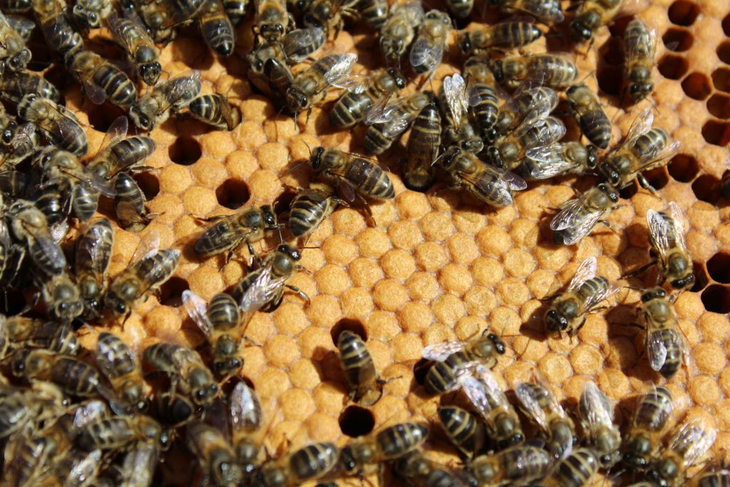 Layens nucs