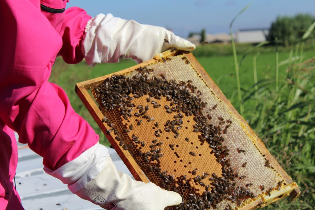 Pollination service