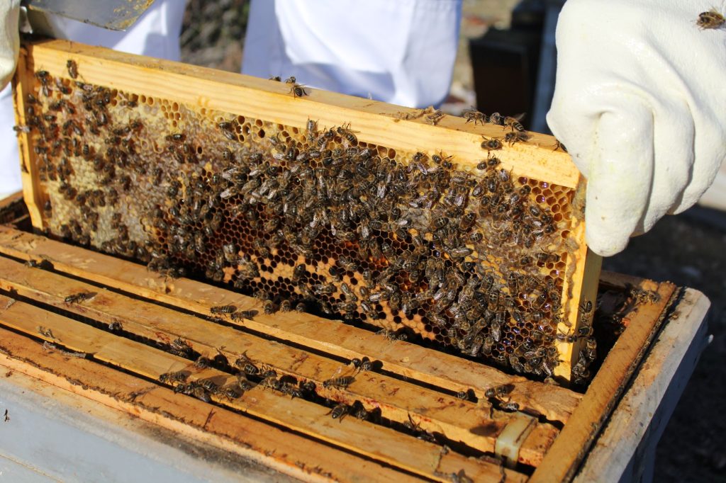 A strong colony starts with the queen